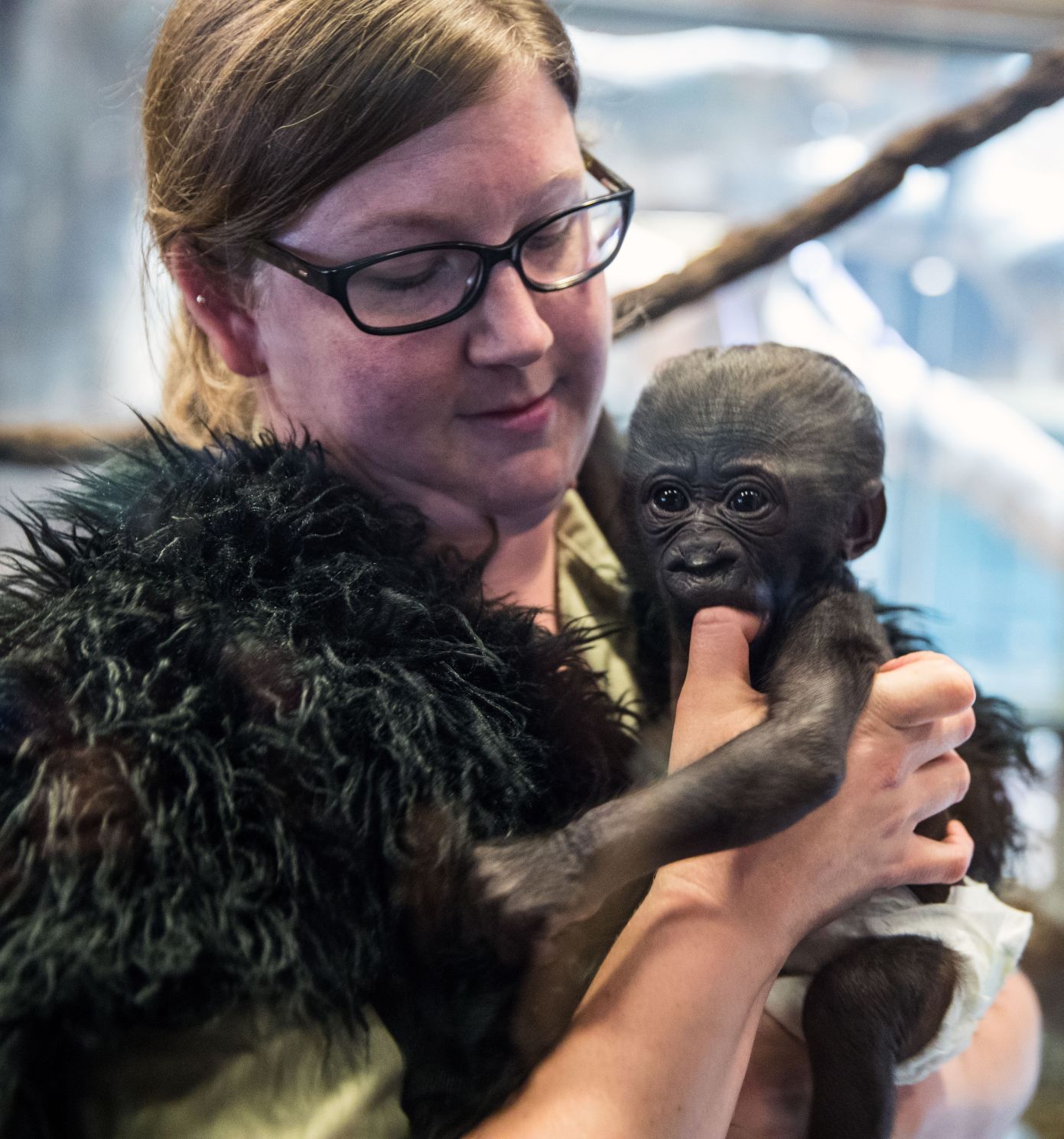 Baby gorilla debuts at Henry Doorly Zoo